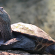 Illustration for article titled The Weird Reason Why So Many Turtles Are Delaying Flights at JFK